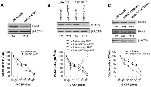 Figure 5. Reduction of BAK1 and STAT3 expression may mimic miR-125b–induced phenotypes in a dose-dependent manner. (A) Western blotting (top panel) of BAK1 in 32D cells transduced with shRNA-ctrl and specific anti-BAK1 shRNA (shRNA-BAK1) lentiviruses and proliferation kinetics (bottom panel) of 32D cells expressing shRNA-ctrl (open circle) and shRNA-BAK1 (filled circle) during G-CSF treatment. (B) Western blotting (top panel) of STAT3 in 32D cells transduced with shRNA-ctrl and specific anti-STAT3 shRNA (shRNA-STAT3) lentiviruses with comparable RFP expression and proliferation kinetics (bottom panel) of 32D cells expressing shRNA-ctrl-low RFP+ (open circle), shRNA-STAT3-low RFP+ (filled circle), shRNA-ctrl-high RFP+ (open triangle), and shRNA-STAT3-high RFP+ (filled triangle) during G-CSF treatment. (C) Western blotting (top panel) of STAT3 and BAK1 in 32D cells transduced with shRNA-ctrl, shRNA-ctrl/BAK1 and shRNA-STAT3/BAK1 lentiviral vectors. Proliferation kinetics (bottom panel) of 32D/shRNA-ctrl (open circle) and 32D/shRNA-STAT3/BAK1 (filled circle) cells during G-CSF-treatment. All 32D/shRNA-STAT3 derivates were sorted for low RFP expression before lentiviral transduction with shRNA-BAK1. Mean of 4 experiments and representative Western blots are shown, respectively. *P < .05 compared with control.