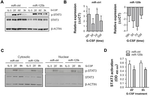 Figure 6. Enforced expression of miR-125b affects STAT3 signaling at multiple levels. (A) Western blotting of phospho-STAT3 (p-STAT3) and STAT3 in 32D/miR-ctrl and 32D/miR-125b cells in continuously growing culture (IL-3) and after indicated time points of G-CSF stimulation. (B) Expression level of Socs3 mRNA in 32D/miR-ctrl (left graph) and 32D/miR-125b (right graph) cells at indicated time points of G-CSF treatment. Hprt served as an endogenous control. (C) Western blotting of p-STAT3 and STAT3 in cytosolic (left panel) and nuclear (right panel) fractions of 32D/miR-ctrl and 32D/miR-125b cells. Both membranes were exposed at the same time. (D) Analysis of DNA-binding of STAT3 in 32D/miR-ctrl and 32D/miR-125b cells after indicated time points of G-CSF stimulation. Seven μg of nuclear fraction was used. OD/G-CSF values normalized to OD/IL-3 are presented. Mean of 4 (panels B,D) and representative experiments are shown, respectively. *P < .05 compared with corresponding control at indicated time points.