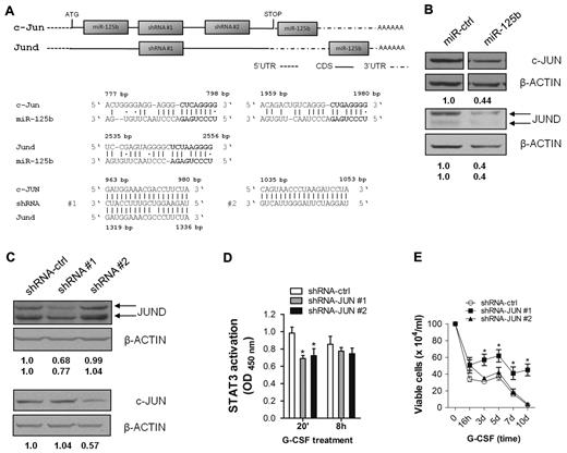 Figure 7. miR-125b–mediated reduction of c-JUN and JUND protein expression may participate in miR-125b–induced block of granulocytic differentiation. (A) Predicted miR-125b binding sites within the CDS and UTR regions, and predicted shRNA target sites within the CDS regions of c-Jun (NM_010591.1) and Jund (NM_010592.4). (B) Western blotting of c-JUN (top panel) and JUND (bottom panel) in 32D/miR-ctrl and 32D/miR-125b cells. (C) Western blotting of c-JUN and JUND in 32D cells transduced with shRNA-ctrl, shRNA #1, and shRNA #2 lentiviruses. (D) Analysis of STAT3 DNA-binding in 32D/shRNA-ctrl, 32D/shRNA #1 and 32D/shRNA #2 cells after indicated time points of G-CSF stimulation. Fifteen μg of whole cell lysate was used. OD/G-CSF values normalized to OD/IL-3 are presented. (E) Proliferation kinetics of 32D cells expressing shRNA-ctrl (open circle), shRNA #1 (filled squares), and shRNA #2 (filled triangles) during G-CSF treatment. Mean of 4 (panels D-E) and a representative experiments of 4 are shown.