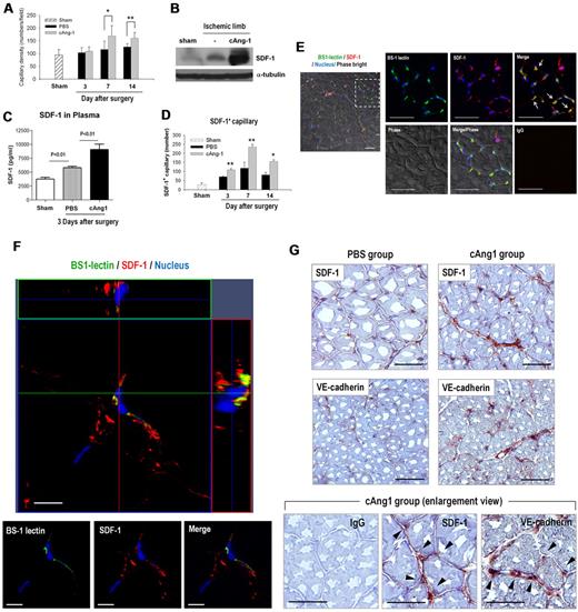 Figure 1. cAng-1 enhances vasculogenesis and SDF-1 expression in ischemic muscle. (A) Capillary density was significantly increased in the cAng-1 injection group (*P < .05, **P < .02) after ischemic surgery of C57BL mouse hind limb. Local administration of 100 μg of cAng-1 by 3 injections into thigh muscle (n = 7 each). (B) Immunoblotting for SDF-1 and α-tubulin using limb muscle protein of 3 days of ischemia demonstrated that cAng-1 significantly increased SDF-1 protein. (C) Murine peripheral blood samples were obtained with heparin tube through cardiac puncture at postoperative day 3. ELISA tests revealed a rise in the SDF-1 plasma levels after induction of ischemia, and showed a further elevation of SDF-1 in the cAng-1 injection group (n = 4 each). (D) Quantitative analysis for capillaries expressing SDF-1. Cells double positive for BS-1-lectin+/SDF-1+ were counted in 10 different microscopic fields of at least 3 different sections from each animal. BS-1-lectin+/SDF-1+ (yellow) numbers significantly increased in cAng-1 injection group (*P < .05, **P < .05). (E) Confocal microscopy for BS-1-lectin (green) and SDF-1 (red) in ischemic limb tissues at postoperative day 7. Capillary endothelial cells stained with BS-1 lectin are located around skeletal myocytes (phase bright) and are colocalized with SDF-1 immunofluorescence. No fluorescence signal in the IgG control group. Magnification ×100; scale bar, 50μM. At least 3 different sections from each animal (n = 7) were analyzed. (F) The 3-dimensional confocal microscopic image of fluorescence staining against transverse section shows conclusive colocalization of SDF-1 and BS-1 lectin. Magnification ×630 with immersion oil scale bar, 10 μM. (G) Immunohistochemical staining for SDF-1 and VE-cadherin in ischemic hindlimb tissues at postoperative day 7. Most SDF-1 staining corresponds to VE-cadherin staining in capillary endothelial cells (reddish brown; arrowheads). Unstained cells are skeletal myocytes. No signal in the IgG control group. Magnification ×200, ×400; (C) scale bar, 50 μM. Representative images are shown.