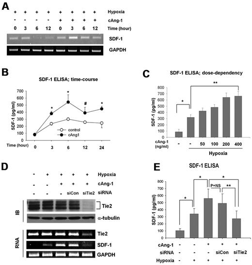 Figure 2. cAng-1 is a positive regulator of SDF-1 expression in endothelial cells. (A) SDF-1 mRNA in HUVECs treated with cAng-1 (200 ng/mL; n = 4). (B) ELISA of SDF-1 protein in culture supernatants. HUVECs were treated with cAng-1 (200 ng/mL) during indicated time (n = 4, *P < .001, #P < .05). (C) HUVECs were incubated under 6 hours hypoxia with the indicated concentrations of cAng-1 and analyzed by ELISA. (n = 4, *P < .001, **P < .001). (D-E) Tie2 siRNA (siTie2) abolished the effect of cAng-1 (200 ng/mL) on SDF-1 expression under hypoxia. siCon indicates control siRNA (n = 3, *P < .001, **P < .005).