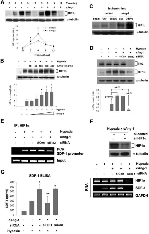 Figure 3. cAng-1 up-regulates HIF-1α protein level and stimulates its binding on SDF-1 promoter. (A) Immunoblotting of HIF-1α by cAng-1 (200 ng/mL) under hypoxia at time-dependent (top) and quantification graphs (bottom) (n = 4, *P < .05). (B) Immunoblotting of HIF-1α by various concentration of cAng-1 under 6 hours hypoxia (top) and quantification graphs (n = 3, bottom; *P < .01). (C) Western blotting of HIF-1α in ischemic limb muscle. Induction of HIF-1α by ischemia was exaggerated and sustained by cAng-1 treatment (n = 3). (D) Tie2 siRNA (siTie2) abolished the effect of cAng-1 (200 ng/mL) on HIF-1α expression under 6 hours hypoxia (top). Quantification graph (bottom, n = 4). siCon indicates control siRNA. (E) ChIP analysis show HIF-1 binding to the SDF-1 promoter region. Lysates of HUVECs exposed to hypoxia for 6 hours were immunoprecipitated with antibody for HIF-1α. The precipitated DNAs were evaluated by PCR using specific primers for SDF-1 promoter (n = 3). (F-G) Silencing of HIF-1α in HUVECs abolished the effect of cAng-1 (200 ng/mL) on SDF-1 expression under hypoxia (*P < .01 vs Hypoxia; **P < .01 vs siCon).