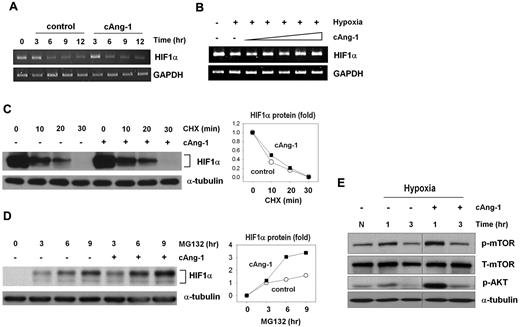 Figure 4. cAng-1 increases HIF-1α translation through mTOR activation. RT-PCR of HIF-1α (A) in a hypoxia time-dependent (n = 3) or (B) in a dose-dependent cAng-1 treatment (n = 3). (C-D) HUVECs treated with hypoxia or hypoxia/cAng-1 (200 ng/mL) for 6 hours followed by treatment with 15μM cyclohexamide (CHX) or 10μM MG132. Quantitative graph from 2 independent experiments express HIF-1α levels on normalization for α-tubulin. (E) Western blotting of mTOR cascade. cAng-1 augmented hypoxia-induced acute activation of Akt and mTOR phosphorylation (n = 3). Vertical lines have been inserted to indicate a repositioned gel lane.