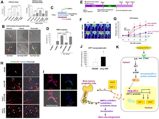 Figure 6. cAng-1 increases the recruitment and the incorporation of BMPCs into endothelial cells in vitro and in vivo ischemia. (A) DiI-labeled human BMPCs (1 × 105; red) were added on the HUVEC monolayer (∼ 90% confluence), incubated under either static or shear-stress conditions, and gently washed. Bar graph shows the count of adhering DiI-labeled BMPCs (n = 3, *P < .05, **P < .01). Hy indicates hypoxia; nSDF-1, neutralizing antibody to SDF-1; and nIgG, neutralizing antibody to IgG. (B) In vitro incorporation assay with a Matrigel tube formation. DiI-labeled HUVECs (red) were seeded onto a Matrigel-coated dish and incubated for 1 hour. CSFE-labeled BMPCs (green) were added, incubated, fixed with 2% PFA, and analyzed by confocal microscopy. Magnification ×200 with immersion oil. Representative images are shown (n = 3). (C-D) In vitro migration assay. DiI-labeled HUVECs (red) were seeded on the bottom of gelatin-coated coverglass dish. The next day, 150 μL of collagen-gel matrix solution (ratio of type 1 collagen:Matrigel:EBM = 2:0.5:1.5) was added onto the HUVECs and incubated for 1 hour at 37°C to form a matrix. cAng-1 was contained in a collagen-gel matrix solution. CFSE-labeled BMPCs (green) were put on top of the collagen-gel matrix and incubated for 24 hours. The migration of BMPCs toward the HUVECs was observed by confocal microscopy, images were obtained by stacking along the z-axis, and the migrated green cells were counted (n = 3). (E) Schematic timetable of BALB/c-nude mice hindlimb ischemia and mouse BM-cell transplantation. (F) LDPI images. BM indicates GFP+ bone marrow (BM) cells. (G) LDPI was sequentially evaluated after transplantation of GFP+ BM cells (1 × 106) into hindlimb ischemic BALB/c-nude mice (n = 5 each, *P < .001). (H) cAng-1 stimulated the incorporation of BM cells into ischemic muscle. The number of mouse GFP+ BM cells (green) that were incorporated into region of SDF-1 expression (red) was greater in the cAng-1/BM group than in the PBS/BM group. The number of the incorporated cells in ischemic tissue of adductor muscle was remarkably lower in the neutralizing anti-CXCR4 pretreatment group (nCXCR4-BM) than the untreated BM-cells or anti-IgG pretreatment group (nIgG-BM). Confocal microscopic image shows conclusively the colocalization of SDF-1 and GFP +BM-cells. Arrows, GFP+ cells recruited to the ischemic limb muscle. Representative confocal microscopic photographs are shown and no fluorescence signal in isotype IgG control. Magnification ×100; scale bar, 50 μm. (I) Enlargement views of GFP+ cells recruited to the ischemic limb muscle. Magnification ×630 with immersion oil; scale bar, 10 μm. (J) Number of GFP+ cells incorporating into ischemic limb muscle. Counting cells in 10 different microscopic fields (n = 5 each, *P < .005). (K) Mechanisms of SDF-1 stimulation by cAng-1 in hypoxic endothelium.