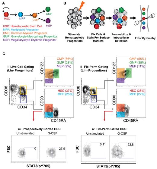 Figure 1. Intracellular analysis of human HSPCs reveals a cellular subset within the HSC compartment that directly responds to G-CSF. (A) Simplified hematopoietic hierarchy. Self-renewing HSCs give rise to nonself-renewing multipotent progenitors (MPPs). MPPs give rise to common lymphoid (not pictured) or common myeloid progenitors (CMPs), which give rise to either granulocyte-macrophage restricted or megakaryocyte-erythroid restricted progenitors (GMPs and MEPs, respectively). These cells give rise to all mature myeloid lineages. Phenotypic definitions of subsets (all negative for mature lineage markers) are as follows: HSCs are CD34+CD38−CD90+CD45RA−, MPPs are CD34+CD38−CD90−CD45RA−, CMPs are CD34+CD38+CD123+CD45RA−, GMPs are CD34+CD38+CD123+CD45RA+, and MEPs are CD34+CD38+CD123lo/−CD45RA−. (B) Experimental scheme for detection of intracellular signaling events in multiple hematopoietic stem and progenitor populations. See “Stimulation of HSPCs, resolution of HSCs, and phospho-signaling analysis” for details. (C) Flow cytometric analysis of lineage depleted CB progenitors stained for surface markers that identify hematopoietic subsets. Analysis of (i) live cells or (ii) cells after fixation-permeabilization. (iii) Flow cytometric analysis of Stat3(pY705) levels of prospectively sorted, CB HSCs stimulated for 15 minutes with G-CSF. (iv) Flow cytometric analysis of Stat3(pY705) levels in CB HSCs (same samples as panel iii) retrospectively gated after 15-minute stimulation of total lineage-negative progenitors with G-CSF.