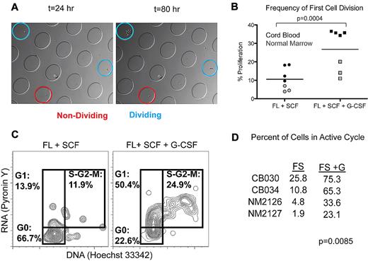 Figure 3. G-CSF drives proliferation and cell-cycle entry within the HSC compartment. (A) Representative time-lapse images of prospectively sorted HSCs on hydrogel microwells at the beginning of acquisition (t = 24 hour) and final time point (t = 80 hour). Proliferation of single HSCs was tracked over time with some cells undergoing no divisions (red) and others dividing (blue). (B) Frequency of proliferation (≥ 1 cell division) for prospectively sorted, single HSCs plated on hydrogel microwells in serum-free, defined media supplemented with FL and SCF (FS) alone or in combination with 40 ng/mL G-CSF. Differences between proliferation frequency for CB (black) and normal BM (gray) at 80 and 92 hours, respectively, were statistically significant (P = .0004, paired, 1-tailed t test). (C) Representative flow cytometric detection of DNA (Hoechst 33342) and RNA (Pyronin Y) in prospectively sorted HSCs cultured on hydrogel substrate for 68 hours with gates corresponding to cell-cycle phase. (D) Frequency of cells in active cycle (ie, G1-S-G2-M) after 60-68 hours of culture with FS or FS+G. Difference in frequency of cells in active cycle is statistically significant (P = .0085, paired, 1-tailed t test).