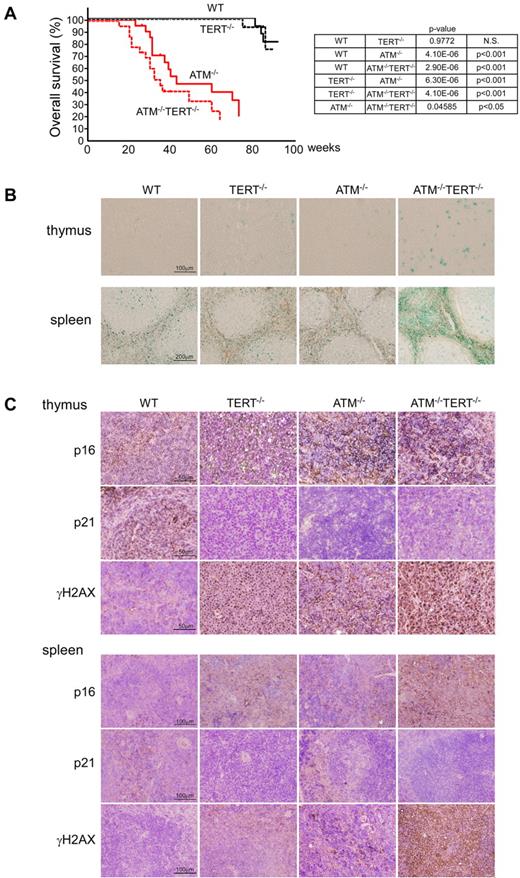 Figure 1. Cellular and whole-organism viability is impaired in ATM and TERT doubly null mice. (A) Survival curves for mice of the indicated genotypes (left). ATM−/−TERT−/− mice had shorter longevity than ATM−/− mice. Data shown are survival rates expressed as a percentage. Results were analyzed with a log-rank nonparametric test (right). (B) SA-β-gal staining of frozen sections of thymus and spleen taken from mice of the indicated genotypes (12 weeks of age). Tissues taken from ATM−/−TERT−/− mice demonstrated increased SA β-gal staining, compared with other littermates. (C) Immunohistochemical analysis against p16, p21, and γH2AX in thymus and spleen from mice of the indicated genotypes (36 weeks of age). While p16 is increased in sections from TERT−/−, ATM−/−, and ATM−/−TERT−/− mice, p21 is decreased in these sections. γH2AX is also increased, especially in the ATM−/− and ATM−/−TERT−/− thymus and spleen.
