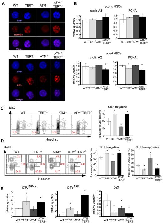 Figure 3. Cell-cycle arrest and increase of aging-related genes in TERT-deficient HSCs. (A) Foci of chromatin condensation in TERT−/− and ATM−/−TERT−/− murine HSCs. CD34−LSK cells from the indicated genotypes were stained with anti-H3K9Me Ab (top) or anti-HP1γ Ab (bottom). Nuclei were detected using DAPI staining (magnification ×1800). (B) qPCR analysis of proliferation-related genes in CD34− LSKs from mice of the indicated genotypes. Reduced expression of cyclin A2 in aged TERT−/− murine HSCs and PCNA in aged TERT−/− and ATM−/−TERT−/− murine HSCs (bottom), which is not seen in young HSCs (top). Data shown are the mean ratio (± SD) of mRNA to β-actin levels (*P < .05, n = 4). (C) Cell-cycle status of freshly isolated LSKs from mice of the indicated genotypes, assayed by Ki67 staining. TERT−/− and ATM−/−TERT−/− LSKs showed increased Ki67-negative populations, whereas ATM−/− LSKs showed a reduced Ki67-negative population. Data shown are representative FACS patterns derived from 3 independent experiments (left); graphs show the mean (± SD) percentage of Ki67-negative cells (right; *P < .05). (D) Cell-cycle status of LSKs of each murine genotype, as evaluated by BrdU short-labeling assay. BrdU was administered for 24 hours to mark cells that entered S phase, and Hoechst was administered to detect DNA content. Representative FACS patterns derived from 3 independent experiments (left) and graphs showing the mean (± SD) percentage of BrdU-negative or BrdU-low/positive cells (right) are shown (*P < .05). TERT−/− and ATM−/−TERT−/− LSKs showed relatively increased BrdU-negative populations and reduced BrdU-low/positive populations, whereas ATM−/− LSKs showed reduced BrdU-negative populations and increased BrdU-low/positive populations. (E) qPCR analysis of p16INK4a, p19ARF, and p21 in LSKs from aged mice of the indicated genotypes (37 weeks of age). Increased expression of p16INK4a and p19ARF in TERT−/− and ATM−/−TERT−/− murine HSCs and reduced expression of p21 in these HSCs. Data shown are the mean ratio (± SD) of mRNA to β-actin levels (*P < .05, n = 3).