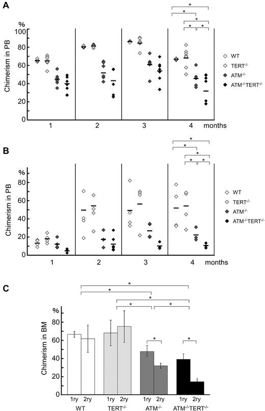 Figure 4. Hematopoietic stem cell capacities are abrogated in ATM and TERT doubly null mice. (A) Primary bone marrow transplantation: repopulation ability is impaired in ATM−/−TERT−/− mice. Recipient mice were transplanted with 2 × 103 LSKs from mice of the indicated genotypes and 2 × 105 competitor BM-MNCs. Donor-derived chimerism of PB was analyzed monthly after transplantation. Data shown are the ratio (mean ratio: crossbar) of donor-derived cells in the competitive assay (*P < .05). (B) Second bone marrow transplantation: repopulation ability is again impaired in ATM−/−TERT−/− LSKs. The repopulating capacity of donor cells of the indicated genotypes was determined as for primary transplantation. (C) Impaired long-term repopulation capacity in ATM−/−TERT−/− LSKs during serial transplantation. Comparison of repopulation ability between primary and secondary transplantation for the indicated genotypes are represented. Data shown are the ratio (mean ratio: crossbar) of donor-derived cells in recipient BM (*P < .05).