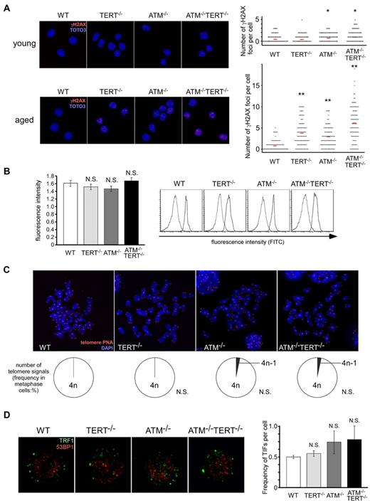 Figure 5. Alteration of telomeres is unlikely to be responsible for the impairment of the HSC pool seen in ATM and TERT doubly deficient mice. (A) Increased γH2AX foci in aged ATM−/− and TERT−/− LSKs, and significantly further increased γH2AX foci in aged ATM−/− TERT−/− LSKs (bottom). In young ATM−/− and ATM−/−TERT−/− mice, γH2AX foci are only mildly increased (top). LSKs from mice of the indicated genotypes were stained with anti-γH2AX Ab (red), and TOTO3 staining was used to detect nuclei (blue; left: magnification ×600). The numbers of γH2AX foci in each cell were counted (right; *P < .05, **P < .01). (B) Relative telomere length of LSKs (left), measured by flow FISH. There are no apparent differences in telomere length among the different genotypes. Original FACS plots of flow FISH are shown (right). The 2 peaks in each plot are correspondent to signals in cells labeled with the telomere PNA probe and in unlabeled cells as a control. (C) Telomere FISH analysis of cells in metaphase. Representative pictures (top: magnification ×5000) and frequencies of telomere signals per cell (bottom) are shown. No alteration of telomere signals was detected in cells from mice of any of the genotypes. (D) No significant increase of TIFs in LSKs of all genotypes. LSKs from the indicated genotypes were costained with anti-TRF1 Ab (green) and anti-53BP1 Ab (red), nuclei were detected using DAPI staining (blue: left: magnification ×7000). The mean frequency (± SD) of merged yellow signals in each cell was determined by counting (right; *P < .05).