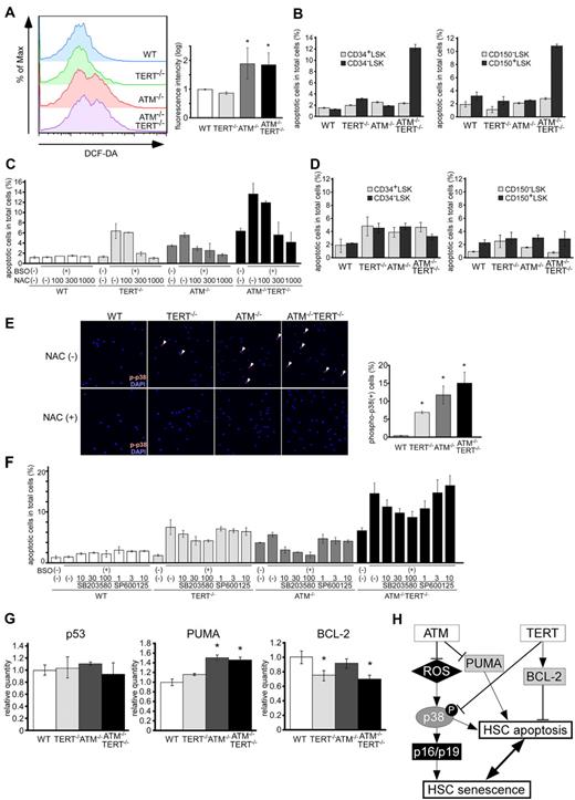 Figure 6. Apoptosis is induced in ATM and TERT doubly deficient HSCs as a result of ROS fragility and is regulated by p38MAPK and BCL-2 family proteins. (A) ROS levels in LSKs of the indicated genotypes. Comparable ROS levels in WT and TERT−/− LSKs, compared with elevated ROS in ATM−/− and ATM−/−TERT−/− LSKs, were observed. Representative FACS analysis profiles derived from 3 experiments (left) and fluorescence intensity relative to WT (mean ± SD; right) are shown (*P < .05, n = 3). (B) Native apoptosis of CD34+/CD34− LSKs or CD150−/CD150+ LSKs. Freshly isolated CD34+/CD34− LSKs or CD150−/CD150+ LSKs from mice of each genotype were stained with annexin V and PI. CD34− LSKs and CD150+ LSKs in ATM−/−TERT−/− mice showed significantly higher apoptosis rates compared with the other genotypes. Data shown represent the mean percentage (± SD) of annexin V–positive cells out of total analyzed cells (n = 3). (C) Apoptosis following ROS induction. LSKs from WT, TERT−/−, ATM−/−, or ATM−/−TERT−/− mice were cultured with or without BSO and/or NAC. After 12 hours of culture, harvested cells were stained with annexin V and PI. Apoptosis was induced in TERT−/−, ATM−/−, and ATM−/−TERT−/− LSKs by BSO, and was rescued by adding NAC in a dose-dependent manner in all groups. Note: apoptosis was already induced in ATM−/−TERT−/− LSKs in culture without BSO to some extent. The data shown represent the mean percentage (± SD) of annexin V–positive cells (n = 4). (D) Native apoptosis of CD34+/CD34− LSKs or CD150−/CD150+ LSKs in NAC-administered mice. Freshly isolated CD34+/CD34− LSKs or CD150−/CD150+ LSKs from mice treated with NAC were stained with annexin V and PI as for panel B. Native apoptosis of CD34− LSKs or CD150+ LSKs seen in ATM−/−TERT−/− mice is completely rescued. (E) Activation of p38MAPK in TERT−/−, ATM−/−, or ATM−/−TERT−/− murine LSKs (top), which is completely rescued in LSKs from NAC-treated mice in vivo (bottom). LSKs from the indicated genotypes were stained with anti–phospho-p38MAPK Ab (red) and DAPI for nuclear stain (blue: magnification ×400). Representative pictures (left) and the mean ratios (± SD) of phosphorylated p38MAPK-positive cells in untreated LSKs (right) are shown. (F) Rescued ROS-induced apoptosis in LSKs by a p38MAPK inhibitor. LSKs from WT, TERT−/−, ATM−/−, or ATM−/−TERT−/− mice were treated with BSO, and then, for rescue, with a p38MAPK inhibitor, SB203580, or a JNK inhibitor, SP600125. Annexin V staining assays were performed as for panel C. While apoptosis induced in ATM−/− LSKs by BSO was completely rescued by adding SB203580, in a dose-dependent manner, rescue was only partial in TERT−/− and ATM−/−TERT−/− LSKs. The addition of SP600125, on the other hand, did not result in rescue. (G) Expression of apoptosis-related genes in aged murine HSCs. qPCR analysis of p53, PUMA, and BCL-2 in LSKs from mice of the indicated genotypes. While p53 expression was comparable among all groups, elevated PUMA expression in ATM−/− and ATM−/−TERT−/− LSKs and decreased BCL-2 expression in TERT−/− and ATM−/−TERT−/− LSKs were seen. Data shown are the mean ratio (± SD) of mRNA to β-actin levels (*P < .05, n = 4). (H) Schematic summarizing the role of ATM and TERT in HSCs.