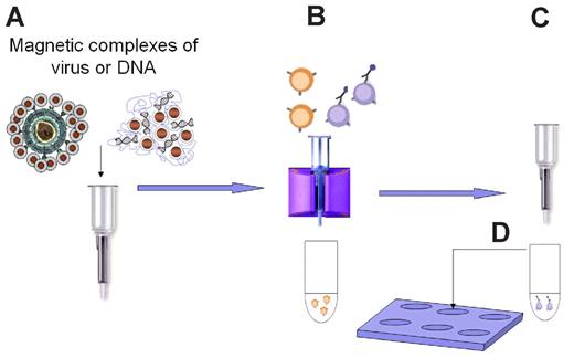 Figure 1. Schematic representation of the magselectofection procedure. (A) A vector, viral or nonviral, is associated with magnetic nanoparticles. In this manner, one can immobilize the vector on magnetic cell separation devices, such as shown here on a magnetic cell separation column from Miltenyi Biotec. (B) Magnetic particles binding specifically to target cells by virtue of affinity ligands bound to the particle surface are used to magnetically label target cells. The cells are then loaded to the vector-modified cell separation device while it is exposed to a magnetic field and are thus retained. Nontarget cells are not retained and are flushed from the device. During this procedure, the target cells bind the magnetically retained vector. (C) Finally, the cell separation device is removed from the magnetic field, and the selected cells are flushed from the device and (D) cultivated until further use. This general scheme was implemented on MACS cell separation devices (Miltenyi Biotec) and led to rapid, efficient, and target cell-specific gene delivery.