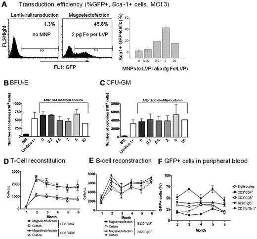 Figure 4. Transduction efficiency in Sca-1+ mouse BM cells after lentiviral magselectofection. Sca-1+ cells were enriched over LS columns first. Subsequently, up to 2 × 106 Sca-1+ cells were magselectofected within an MS column modified with SO-Mag2/LV-PGKeGFP complexes at different MNP-to-VP ratios, but a fixed MOI of 3. (A) Positively selected cells were analyzed by FACS. Cell purity on passage of a cell isolate through a first unmodified LS column followed by passage through second lentiviral magnetic vector-modified columns at constant virus dose with increasing Fe/VP ratios. Cell separation efficiency is only impaired at very high magnetic particle-to-virus ratios. (B) Quantification of mouse BFU-E colonies at day 14 after magselectofection. Total BM, Lin−Sca-1+ (first round selection), and second round selection with increasing ratios of Fe per LVP (0-20 fg Fe/LVP) are shown. (C) Quantification of mouse CFU-GM colonies at day 14 after magselectofection. Total BM, Lin−Sca-1+ (first round selection), and second round selection with increasing ratios of Fe per LVP (0–20 fg Fe/LVP) are shown. (D) Reconstitution of T cells in blood of Il2rg−/− mice (N = 4-8) transplanted with 30 000 overnight cultured or magselectofected wild-type Lin−Sca-1+ cells. (E) Reconstitution of B cells in blood of Il2rg−/− mice (N = 4-8) transplanted with 30 000 overnight cultured or magselectofected wild-type Lin-Sca-1+ cells. (F) GFP percentage in peripheral blood of Il2rg−/− mice (N = 4) transplanted with magselectofected wild-type Lin−Sca1+ cells. Long-term GFP expression was detected in erythrocytes, T cells (CD3+CD4+ and CD3+CD8+), B cells (B220+IgD+), and myeloid cells (CD11b+Gr-1+).