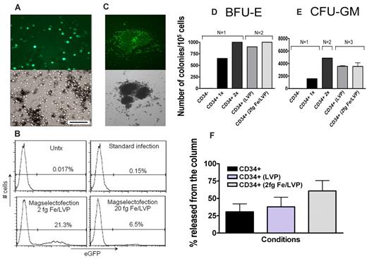 Figure 5. hCB-CD34+ cells are transduced with remarkably high efficiency and maintain their progenitor cell phenotype after lentiviral magselectofection. hCB-CD34+ cells were transduced at a low cell density of 1.5 × 105 cells/mL without cell stimulation before magselectofection. (A) Fluorescence (490/509 nm) and bright-field microscopy images of the hCB-CD34+ cells taken on day 3 after magselectofection with the magnetic complexes at 2 fg Fe/VP. Bar represents 100 μm. Objective Achroplan 20×/0.4 NA. (B) Histogram plots of the untreated hCB-CD34+ cells (Untx), cells transduced using the standard infection protocol or viral magselectofection with the complexes formulated at 2 or 20 fg Fe/VP. (C) GFP+ BFU-E colony at 14 days after magselectofection. Objective 5×/0.12. (D-E) Quantification of BFU-E and CFU-GM colonies at 14 days after magselectofection (N = 1-3). (F) Percentage of cells released from the column (N = 3-5) for CD34+ cells alone, with addition of lentiviral vector (LVP) and magselectofection (2 fg Fe/LVP).