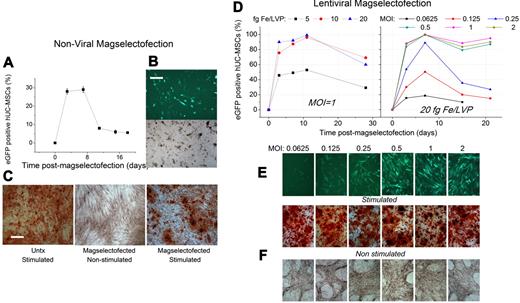 Figure 6. hUC-MSCs maintain their differentiation potential and efficiently express the eGFP reporter gene after nonviral and viral magselectofection. For nonviral magselectofection, we labeled 2.5 × 106 hUC-MSCs using CD105 MicroBeads and magselectofected them with the magnetic lipoplexes SO-Mag2/DFGold/eGFP. Two days after magselectofection, the cells were stimulated using an osteogenic medium; and 18 days after stimulation, the cells were analyzed using alizarin red staining. (A) FACS data relating to the percentage of the eGFP+ cells at different time points after magselectofection. (B) Bright-field and fluorescence (490/509 nm) microscopy images of hUC-MSCs 7 days after magselectofection. Bar represents 500 μm. Objective Achroplan 4×/0.10 NA. (C) Microscopy images of the untreated (Untx) stimulated hUC-MSCs and the nonstimulated and stimulated hUC-MSCs 20 days after magselectofection. Bar represents 200 μm. Objective Achroplan 10×/0.25 NA Phl. For viral magselectofection, we labeled 106 hUC-MSCs using CD105 MicroBeads and magselectofected them with the lentiviral magnetic complexes SOMag2/LV.eGFP. (D) FACS data relating to the percentage of eGFP+ hUC-MSCs versus the time after transduction (left graph) at different iron/lentivirus particle ratios in terms of fg Fe/VP with an MOI of 1 and (right graph) at a fixed Fe/VP ratio of 20 fg Fe/VP at different MOIs. (E) Fluorescence microscopy (490/509 nm) images of the hUC-MSCs 7 days after magselectofection with different MOIs at 20 fg Fe/VP. Objective Achroplan 10×/0.25 NA Phl. (F) Two days after magselectofection, the cells were stimulated using an osteogenic medium; and 18 days after stimulation, the cells were analyzed using alizarin red staining. Bright-field microscopy images of the magselectofected stimulated (differentiated) and nonstimulated hUC-MSCs 20 days after magselectofection with different MOIs at 20 fg Fe/VP. Objective Achroplan 4×/0.10 NA.