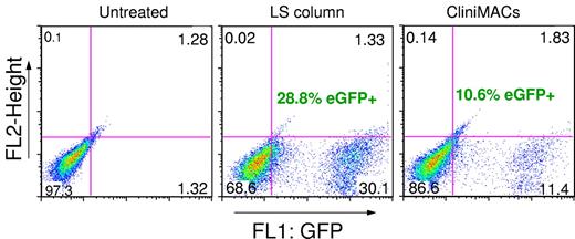 Figure 7. Feasibility of magselectofection using CliniMACS. Percentage of the eGFP+ hUC-MSCs 48 hours after lentiviral magselectofection using LS columns or CliniMACS. hUC-MSCs were labeled with CD105 MicroBeads. LS columns were modified with the magnetic viral complexes formulated at nanoparticle/virus particle ratios of 20 fg Fe/VP (2.5 × 106 infectious particles per column) and 2.5 × 106 cells were applied to the column positioned in the MidiMACS magnet and incubated for 30 minutes at room temperature. For the CliniMACS separation, a prototype CliniMACS tubing set was used, allowing manual application of the same magnetic SOMag2/LV.eGFP complexes to the CliniMACS separation column by 3-way taps at each end of the column. A total of 107 cells were applied to a cell application bag, connected to this tubing set and separated using the standard CD34 selection process. After 2 cycles of selection, the procedure was paused and magnetic viral complexes composed of 107 infectious particles were added to the nonmagnetized column. After restarting the process and reloading the cells onto the modified column, the process was again interrupted for an incubation of 30 minutes at room temperature. The cells were then eluted from the LS columns manually and from the CliniMACS Tubing Sets by resuming the separation program.