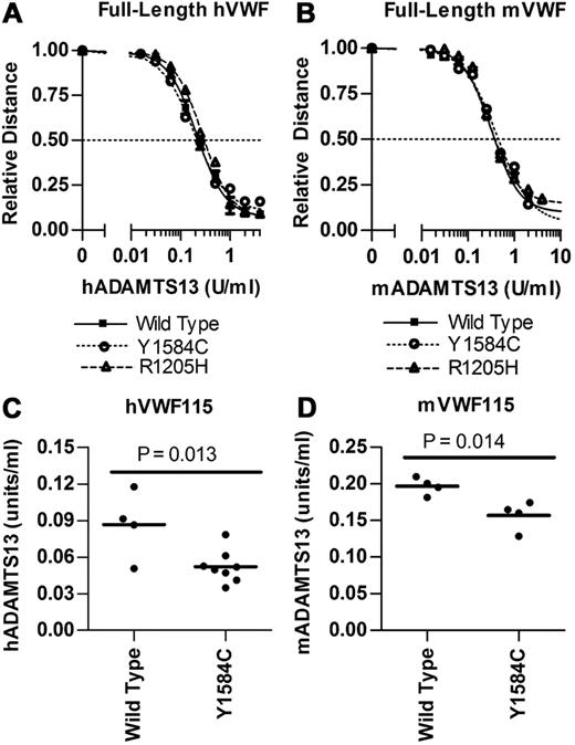 Figure 2. Analysis of ADAMTS13 digestion of full-length VWF and VWF115. Recombinant ADAMTS13 digests were performed as outlined under “In vitro ADAMTS13 digests of recombinant VWF.” (A-B) Varying concentrations of ADAMTS13 were incubated with 1 U/mL full-length VWF for 24 hours with 1.5M Urea. Multimer graphs for wild-type, Y1584C, and R1205H VWF were plotted using a 4-parameter curve fit. The concentration of ADAMTS13 required to cause a 50% loss of multimer height was determined. Symbols represent mean values and SE from 2 experiments. (C-D) Comparison of the ADAMTS13 concentrations necessary for 50% loss of intact human and mouse VWF115. Varying ADAMTS13 concentrations were incubated with VWF115 for 4 hours under nondenaturing conditions. Bars represent the mean values, and each circle represents a separate assay.