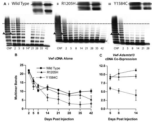 Figure 6. Hydrodynamic mVWF multimer structure. VWF knockout mice expressing wild-type, R1205H, or Y1584C mouse VWF were sampled after hydrodynamic injection and evaluated for multimeric structure. Plasma was run on a 1.4% agarose gel at an mVWF concentration of 1.0 U/mL. (A) Exemplar multimers are shown for (i) wild-type, (ii) R1205H, and (iii) Y1584C. The dotted line represents high molecular weight multimers, greater than 10 multimer bands. Arrowheads indicate the top bands in the enlarged inset bands, with a line through the inset figure illustrating the single band of lower molecular weight in the recombinant proteins compared with C57Bl/6 normal plasma pool (CNP) triplet multimer bands. The asterisk (*) denotes a multimer from a clotted sample. Wild-type day 42 and Y1584C day 28 samples were less than 1 U/mL. (B) Multimer analysis was performed on VWF knockout mice expressing mVWF after hydrodynamic injection by counting the total number of resolved multimer bands in each lane. N ≥ 4. (C) Multimer analysis on VWF knockout mice expressing mVWF and mADAMTS13 after hydrodynamic injection. N ≥ 4.