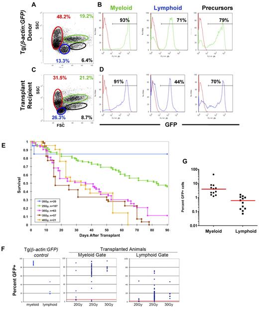 Figure 1. Transplantation of GFP-labeled transgenic whole kidney marrow shows long-term engraftment in adult zebrafish. (A) FACS analysis of control Tg(β-actin:GFP) WKM cells showing the forward scatter vs side scatter profile from a representative donor animal. The erythroid gate is marked in red, the myeloid gate is green, the precursor gate is black, and the lymphoid gate is blue. (B) Histograms for GFP expression of cells within the myeloid, lymphoid, and precursor lineage gates for a representative Tg(β-actin:GFP) donor fish. The percentage of GFP+ cells in each lineage gate is shown. (C) Forward scatter (FSC) vs side scatter (SSC) profile of marrow from an animal 3 months after transplantation with 500 × 103 marrow cells showing full reconstitution with donor cells. (D) Histograms for GFP expression of cells within the myeloid, lymphoid, and precursor gates for a representative transplant recipient fish analyzed 3 months after transplantation showing multilineage engraftment with GFP+ donor cells. (E) Kaplan-Meier survival curves of adult zebrafish transplanted with 500 × 103 whole kidney marrow cells after graded doses of total body irradiation. (F) Percentage GFP+ cells in the myeloid and lymphoid populations of control Tg(β-actin:GFP) animals (left), in myeloid cells of transplant recipients (middle), and in lymphoid cells of transplant recipients (right). Each diamond represents an individual animal. Each host was transplanted with 500 × 103 WKM cells after exposure to 20, 25, or 30 Gy of total body irradiation. Percentage of GFP+ cells in the myeloid gate (middle) and lymphoid gate (right) at 90 days after transplantation is shown. Percentages plotted correspond to raw data numbers. Red lines indicate the lower threshold for successful myeloid (> 4%) and lymphoid (> 0.6%) engraftment as determined by negative control animals. (G) Percentage GFP+ cells in the myeloid and lymphoid populations of WKM from secondary transplant recipients. Each unique symbol represents an individual animal.