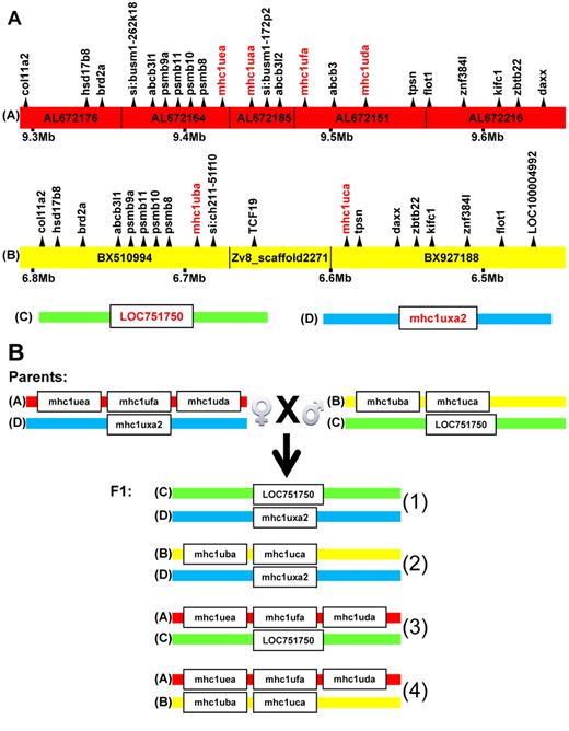 Figure 3. Four haplotypes identified at the MHC locus on chromosome 19. (A) Haplotype A is found on Zv8 chromosome AB and is formed by alignment of 5 bacterial artificial chromosomes: AL672176, AL672164, AL672185, AL672151, and AL672216. Haplotype B is found on Zv8 chromosome 19 and is formed by alignment of 2 bacterial artificial chromosomes (BX927188 and BX510994) and 6 pieces of shotgun sequences from Zv8_scaffold2271. MHC class I U genes are in red, and flanking genes are in black. Haplotype A contains 4 MHC class I U genes and 18 flanking genes, whereas haplotype B contains 2 MHC class I U genes and 17 flanking genes. Both haplotypes are defined by the same flanking genes, such as col11a2, daxx, and flot1, in a region 350 kb in length. The megabase pair (Mb) positions under the haplotypes are from Ensembl Zebrafish genome browser. Haplotypes C and D are identified by direct sequencing of PCR amplified DNA sequences and are defined by the 2 MHC class I U genes (LOC751750 and mhc1uxa2) that independently segregated in the family of F1 siblings. (B) MHC genotypes for the wild-type AB male and Tg(β-actin:GFP) female parents are shown, as well as the 4 genotypes identified in their F1 progeny.