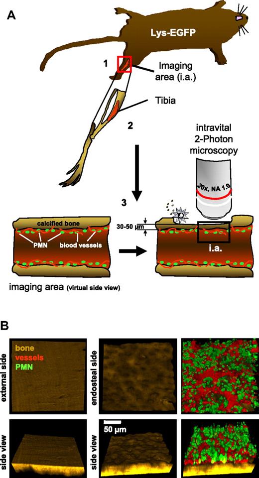 Figure 1. Principal setup for intravital 2-photon microscopy of neutrophils in the tibial BM. (A) (1) Schematic overview of the position of imaging in the experimental animal. The animal is anesthetized during the entire procedure. (2) Schematic drawing of the tibial bone in the respective orientation within the animal. (3) Virtual side view of the tibia to demonstrate the thinning approach using an electric drill (silver star). (B) Sample images taken from intravital experiments. Bone (second harmonic generation signal, brown) demonstrating the fine structure of the calcified tibial bone from the outside and inside. Note the appearance of numerous pits on the endosteal surface. Neutrophils (green) and blood vessels (red) of the same stack are shown in a top view as well as in a 60° rotation to demonstrate the thickness of a typical image stack. The respective video is provided as supplemental Video 1. The images are representative of > 20 animals.