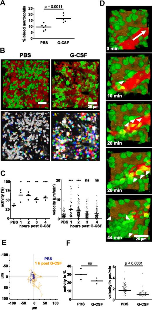 Figure 2. G-CSF–induced mobilization of neutrophils to the blood and induction of cell motility in the BM. (A) Percentage of Gr-1–expressing cells in the blood of animals 2 hours after injection of G-CSF or PBS. Data are representative of 1 of 5 independently performed experiments with 3-6 mice per group. (B) Injection of G-CSF leads to a rapid induction of neutrophil motility in vivo, as visible from kinetic overlays. The green channels of 3 time frames, each 1 minute apart, were overlaid to create one RGB image. White cells have not moved within 3 minutes; colored cells have moved. The respective videos are provided as supplemental Videos 2 and 3. (C) Percentage of migrating cells (activity) and velocity of mobilized neutrophils over time after G-CSF or 1 hour after PBS injection. Data shown in panel B are representative of 4 independently analyzed animals, and data in panel C show the combined results of all 4 mice imaged for 4 hours each (the time point 1 hour after G-CSF was measured in 3 mice). (D) Emigration of several neutrophils into the bloodstream (white arrowheads) observed in a G-CSF–treated animal, white arrow depicts direction of blood flow. The accompanying video is provided as supplemental Video 4. Similar events were seen in 2 independently analyzed animals. (E) Tracks of 40 cells each migrating in either a nonmobilized (blue track color, tracked for 40 minutes) or a G-CSF–mobilized animal (orange track color, tracked for only 10 minutes.), illustrated with a common starting point. Tracks are 1 representative of 4 animals measured independently. (F) Migratory activity or velocity of green cells in CX3CR1-EGFP mice 1 hour after injection of PBS or G-CSF. Three mice were measured independently for each condition; ns = nonsignificant. In panels A, C, and F, the horizontal bar indicates the mean value.