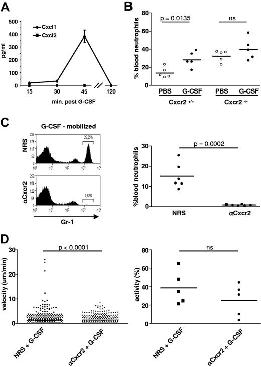 Figure 3. Cxcr2 mediates G-CSF–induced mobilization and increased motility of neutrophils in vivo. (A) Time course of mean blood levels ± SEM of Cxcr2-binding chemokines determined by ELISA after systemic application of G-CSF in mice (2 independent experiments with 3 mice per sample point in each experiment). (B) Levels of circulating neutrophils in the blood of Cxcr2+/+ or Cxr2−/− mice treated with either PBS or G-CSF. Data represent one experiment with 5 mice per group. (C) Levels of circulating neutrophils in the blood of G-CSF–mobilized mice after pre-injection of Cxcr2 antiserum or control NRS 48 hours previously. Representative fluorescence-activated cell sorting histogram and the spectrum of results from all individual animals analyzed are shown. (D) Velocity and migratory activity of neutrophils in the BM of mice treated with either NRS or anti-Cxcr2 48 hours before injection of G-CSF. Motility values were measured by intravital microscopy 1 hour after injection of G-CSF in 5 independently analyzed animals per group; ns = nonsignificant. In panels B through D, the horizontal bar indicates the mean value. The accompanying video is provided as supplemental Video 5.