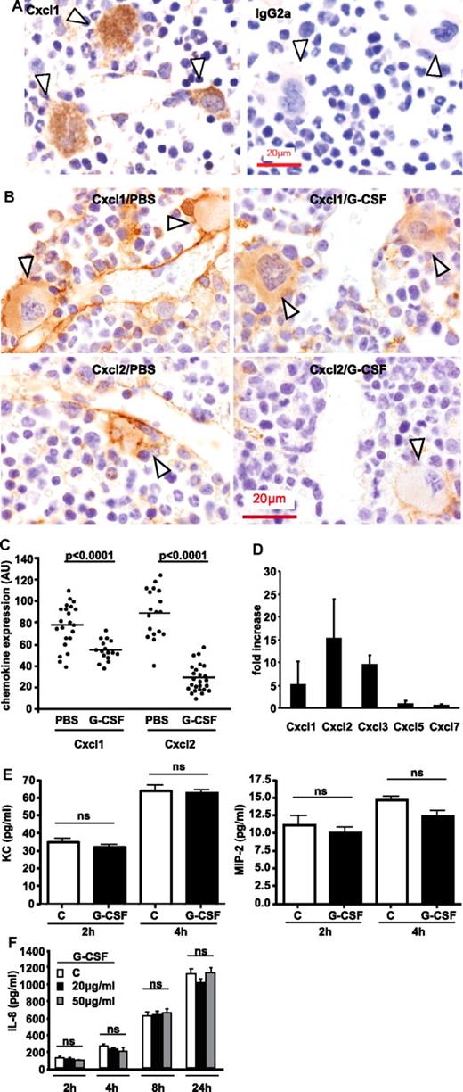 Figure 4. Immunohistology of murine BM identifies megakaryocytes as producers of the neutrophil chemoattractants KC and MIP-2. (A) Three KC-positive megakaryocytes (arrowheads) surround a KC-expressing BM vessel in naive BM (representative image of 4 independent experiments with 3 mice per treatment group). The lower image was stained with an IgG2a isotype control mAb. Megakaryocytes are indicated by arrowheads. (B) Expression of KC and MIP-2 on megakaryocytes and associated vessels 2 hours after injection of mice with either control PBS or G-CSF (representative image of 4 independent experiments with 3 mice per treatment group). Arrowheads indicate megakaryocytes. (C) Quantification of loss of KC and MIP-2 expression by image analysis from megakaryocytes after G-CSF or PBS treatment of mice as in panel B (AU = arbitrary units, n = 16-20 megakaryocytes from 4 independent experiments for each condition, the horizontal bar indicates the mean value). (D) Fold increase in Cxcr2 chemokine mRNAs in murine BM 2 hours after systemic G-CSF treatment as detected by qRT-PCR. Data are means ± standard deviation (SD) of a total of 6 animals measured separately in 3 independent experiments each time against 2 PBS-treated control mice. (E) Production of KC and MIP-2 by primary purified BM mouse megakaryocytes over 4 hours ± G-CSF (mean ± SD, 3 separate experiments per condition). (F) Production of IL-8 by the human megakaryocyte cell line MEG-01 over a 24-hour period (mean ± SD, 3 separate experiments per condition). Also shown is the lack of effect of coincubation of megakaryocytes with G-CSF at 20 and 50 μg/mL.