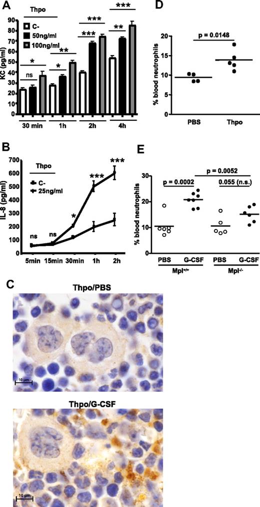 Figure 5. TPO links G-CSF to megakaryocytes. (A) Time course of KC production by purified mouse BM megakaryocytes cultured in vitro ± TPO (TPO, mean ± SEM of 3 separate experiments per treatment). (B) Time course of IL-8 production by the human megakaryocyte cell line MEG-01 after culture ± TPO (mean ± SEM of 3 separate experiments per treatment). (C) Expression of TPO on BM cells 2 hours after injection of mice with either control PBS or G-CSF (images are representative for data obtained in 2 independent experiments with 3 mice per treatment group). Scale bar = 20 μm. (D) The effect on PMN mobilization at 2 hours after a single intravenous injection of 1 μg of TPO compared with a control injection of PBS. Data represent 1 experiment with 4-5 mice per group. The horizontal bar indicates the mean value. (E) Neutrophil mobilization 2 hours after a single injection of G-CSF in littermate versus Mpl−/− animals. Data represent one experiment with 5-7 mice per group. The horizontal bar indicates the mean value.