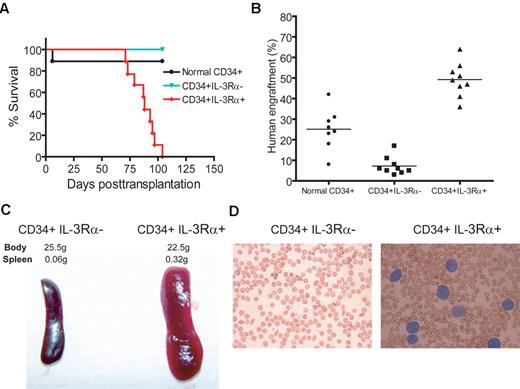 Figure 3. CD34+IL-3Rα+ FA-AML cells give rise to leukemia in secondary recipient mice. (A) Cells (7-10 × 106) isolated from the bone marrow of the primary mice transplanted with normal CD34+ cells, or CD34+ IL-3Rα− or CD34+IL-3Rα+ FA-AML cells were injected intrafemorally into each NSG/SGM3 or NSG recipient mouse (n = 9 for each group). The survival of recipient mice was analyzed with a Kaplan-Meier plot. (B) Assessment of xenografts in the bone marrow of secondary recipient mice was performed by flow cytometric analysis of human CD45 staining. Each symbol represents a single mouse, and horizontal bars indicate the mean value. Note that 1 recipient mouse transplanted with normal donor cells died 6 days after transplantation, probably due to irradiation. (C-D) Representative images of spleens (C) and Giemsa-stained peripheral blood smears (D) of CD34+IL-3Rα− or CD34+IL-3Rα+ secondary recipient mice.