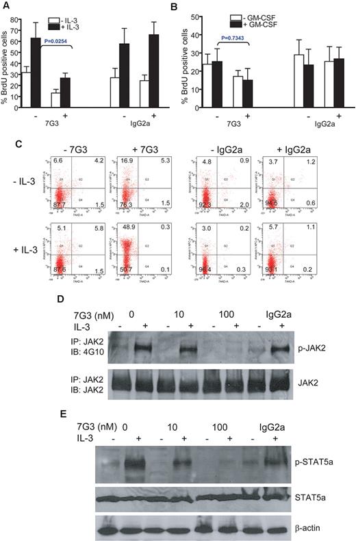 Figure 6. Pretreatment of FA IL-3Rα+ blasts with the IL-3Rα–neutralizing antibody inhibits IL-3–mediated proliferation and STAT5 activation. (A) Human CD45+IL-3Rα+ cells from the bone marrow of FA leukemic recipient mice were isolated by FACS and cultured in the IL-3–neutralizing Ab 7G3 (100nM) or the isotype-matched antibody IgG2a (100nM) for 6 hours in the absence or presence of IL-3 (10 ng/mL), followed by BrdU incorporation assay. (B) Human CD45+IL-3Rα+ cells from the bone marrow of FA leukemic recipient mice were isolated by FACS and cultured in the IL-3–neutralizing Ab 7G3 (100nM) or the isotype-matched antibody IgG2a (100nM) for 6 hours in the absence or presence of GM-CSF (5 ng/mL), followed by BrdU incorporation assay. P value indicates comparison of difference between 7G3-treated and -untreated groups. (C) Cells described in panel B were cultured in the IL-3–neutralizing Ab 7G3 (100nM) or the isotype-matched antibody IgG2a (100nM) for 6 hours. Apoptosis was determined by Annexin V/7AAD double staining, followed by flow cytometric analysis. (D) Whole-cell extracts were prepared from the cells described in panel A, followed by immunoprecipitation with the anti-JAK2 antibody. The immune complexes were resolved on 7.5% SDS-PAGE, transferred to nylon membrane, and probed with anti-JAK2 or anti-phosphotyrosine mAb 4G10. (E) Whole-cell extracts from cells described in panel A were subjected to SDS-PAGE and immunoblotted with antibodies specific for phosphor-STAT5a, total STAT5a, or β-actin.