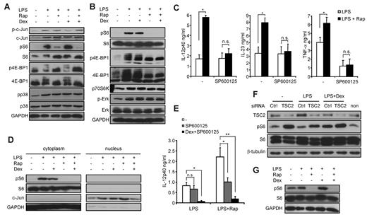 Figure 6. Rapamycin (Rap) mediates proinflammatory effects via activation of JNK and inhibition of TSC2. (A) Human monocytes or (B) THP-1 cells were incubated with 25nM dexamethasone (Dex), 100nM Rap, and 100 ng/mL LPS for 30 minutes as indicated. Whole-cell lysates were analyzed by immunoblot. (C) Monocytes were treated with 20μM SP600125, 100nM Rap, or LPS as indicated. IL-12p40 in the supernatants was determined after 20 hours. Data are mean ± SEM (n = 4). *P < .05. (D) Equal amounts of cytoplasmic and nuclear fractions of THP-1 cells stimulated as indicated for 30 minutes were analyzed by immunoblotting. (E) Monocytes were treated as indicated, and IL-12p40 was analyzed in the supernatants after 20 hours. *P < .05. **P < .01. n.s. indicates not significant. (F) THP-1 cells were transfected with TSC2 or control (Ctrl) siRNA for 72 hours and then stimulated with LPS and/or 25nM Dex as indicated for 24 hours. Whole-cell lysates were analyzed by immunoblot. (G) Monocytes were stimulated as indicated for 24 hours. Whole-cell lysates were analyzed by immunoblot.