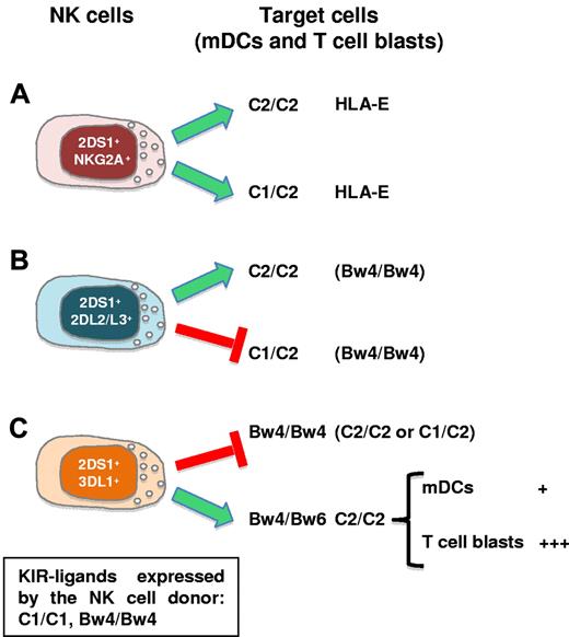 Figure 7. Killing of allogeneic mDCs and T-cell blasts by KIR2DS1+ NK cells. KIR2DS1 expression in HSC donors increases the size of the alloreactive NK-cell subset during allogeneic HSCT. KIR2DS1 triggering by its KIR ligand (C2) promotes the ability of NK cells to limit GVHD and improve engraftment. (A) KIR2DS1+ clones coexpressing NKG2A kill both C2 homozygous and heterozygous T-cell blasts and mDCs. (B) KIR2DS1+ clones coexpressing KIR2DL2/L3 selectively kill C2 homozygous cells. (C) KIR2DS1+ clones coexpressing KIR3DL1 kill C2+ cells only when derived from Bw4 heterozygous (Bw4/Bw6) donors. In this case, NK cells preferentially killed T-cell blasts (+++) compared with mDCs (+). For each type of NK-target interaction the relevant KIR ligands (and/or HLA-E) recognized by the HLA class I–specific receptors expressed by the NK clones are shown. The box indicates the KIR-ligands responsible for licensing in the NK-cell donor.