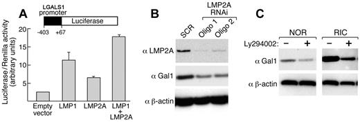 Figure 3. Induction of Gal1 expression by LMP1 and LMP2A. (A) LMP1- and LMP2A-enhanced LGALS1-promoter–driven luciferase activity. 293T cells were cotransfected with the pGL3-LGALS1 promoter,4 control reporter plasmid pRL-PGK, and pFLAG-CMV2 empty vector, or with the expression vector LMP1-FLAG or LMP2A-FLAG or LMP1-FLAG plus LMP2A-FLAG, and evaluated for relative luciferase activity. (B) RNAi-mediated down-regulation of LMP2A in the EBV-transformed LCL NOR. β-Actin was used as a loading control. (C) Chemical inhibition of PI3K activity (25μM Ly294002) and associated change in Gal1 expression in EBV-transformed LCLs.