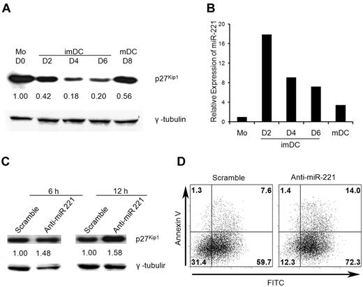 Figure 1. The effect of miR-221 on p27Kip1 expression and cell apoptosis. (A) p27kip1 expression during monocyte differentiation into imDCs and mDCs. p27kip1 expression in human monocytes (Mo) at day 0 (D0), imDCs at days 2, 4, and 6, and mDCs at day 8 was analyzed by Western blot. (B) miR-221 expression during monocyte differentiation into imDCs and mDCs by real-time PCR analysis. (C) Increased expression of p27kip1 after silencing of miR-221. imDCs at day 4 were transfected with miR-221 knockdown probe (Anti-miR-221) or scramble control (Scramble) at the final concentration of 40nM for the indicated time. Cells were then analyzed for p27kip1 expression by Western blot. (D) Increased apoptosis after silencing of miR-221. imDCs at day 2 or day 4 (data not shown) were transfected with miR-221 knockdown probes or scramble controls (40nM) for 40 hours. Cells were then stained with APC-conjugated annexin V and analyzed on a FACSCalibur. The data shown in every panel are representative of 2 (B-D) or 3 (A) independent experiments.