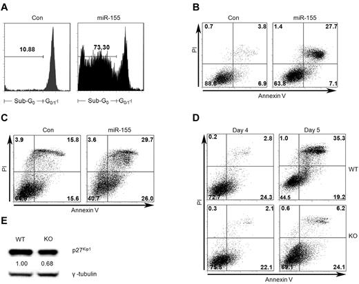 Figure 3. miR-155 modulates DC apoptosis. (A-B) Forced overexpression of miR-155 induced imDCs to undergo apoptosis. imDCs at day 4 were transfected with miR-155 precursors and negative controls at the final concentration of 40nM for 24 hours. Cells were analyzed for apoptosis by staining with PI (A) or APC-annexin V (B) to detect percentage of sub-G0 fraction and apoptosis. (C) Induction of apoptosis in mDCs after overexpression of miR-155. (D) Less apoptosis in activated DCs from miR-155−/− mice than DCs from WT mice. Murine imDCs were generated from BM cells and purified by anti-CD11c microbeads. Purified imDCs (2.5 × 105 per well) were then cultured in 24-well plates in the presence of murine GM-CSF (20 ng/mL) and stimulated with LPS (1 μg/mL). Cells were watched every day under an inverted microscope. At days 4 and 5, cells were collected and stained with APC-annexin V and PI for analysis of apoptosis. (E) Less p27kip1 expression in activated DCs from miR-155−/− mice than WT DCs. Activated mDCs by LPS (1 μg/mL) for 4 days were analyzed for p27kip1 expression by Western blot. The data shown in every panel are representative of 2 (D) or 3 (A-C,E) independent experiments.