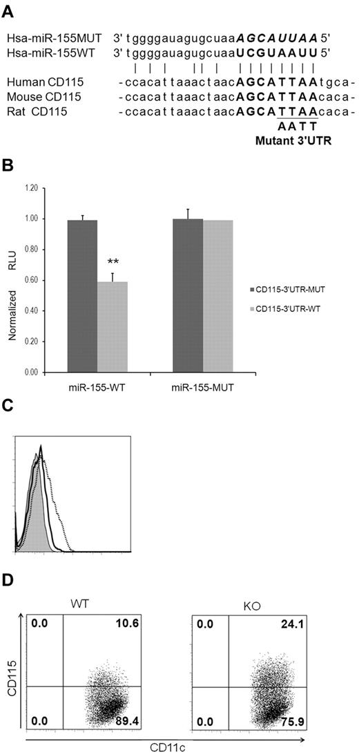 Figure 5. CD115 is a target of miR-155. (A) Multiple species sequence alignment of the CD115 3′-UTR, including the predicted miR155 target site sequence (in bold). Mutation of the miR155 target site sequence is shown below. (B) Luciferase reporter assays to confirm targeting of CD115 3′-UTR by miR-155. The data are means with 95% confidence intervals from 2 independent experiments. **P < .01 by 2 sample t test. (C) Forced overexpression of miR-155 down-regulated CD115 expression in imDCs. imDCs at day 4 were transfected with miR-155 precursors (black solid line) or negative controls (dotted gray line) for 24 hours. Cells were then stained with an isotype control antibody (tinted) or anti-CD115. (D) Higher levels of CD115 expression in DCs from miR-155−/− (KO) mice after LPS stimulation. BM-derived imDCs from WT and KO mice were purified with anti-CD11c microbeads and stimulated with LPS (10 ng/mL) for 24 hours. Cells were then analyzed for CD115 expression by flow cytometric analysis.