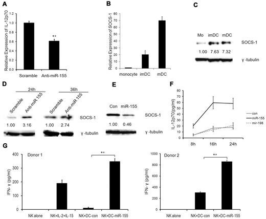 Figure 6. miR-155 modulates IL-12p70 production in mDCs and enhances IFN-γ production by NK cells. (A) Reduction of IL-12p70 secretion by mDCs after miR-155 silencing. imDCs at day 6 were transfected with anti-miR-155 knockdown probes and scramble probes. Six hours later, cells were treated with the maturation cocktail for another 24 hours. Supernatant was harvested and IL-12p70 was measured by ELISA. The data shown are means with 95% confidence intervals from 3 independent experiments. **P < .01 by 2 sample t test. (B-C) SOCS-1 expression in human monocytes, imDCs, and mDCs by real-time PCR (B) and Western blot (C). (D) SOCS-1 expression in DCs after miR-155 silencing by Western blot. imDCs at day 6 were transfected with 80nM of scramble and miR-155 KO probes for the indicated time. Cells were analyzed for SOCS-1 expression by Western blot. (E) SOCS-1 expression in imDCs after miR-155 overexpression. imDCs at day 5 were transfected with 40nM of miR-155 precursors for 24 hours and then analyzed by Western blot. (F) Overexpression of miR-155 in DCs increased IL-12p70 secretion. imDCs at day 6 were transfected with 40nM of miR-155 or miR-198 precursors or negative controls. Six hours later, cells were treated with the maturation cocktail for another 8, 16, and 24 hours. Supernatants were harvested, and IL-12p70 was measured by ELISA. The data are mean ± SEM from 3 independent experiments. A linear mixed model with random subject effect was used to evaluate miRNA groups and time effects. There was a significant difference between the miR-155 and other groups (P < .01). (G) imDCs at day 6 were transfected with 40nM of miR-155 precursors or negative controls. Six hours later, cells were treated with the maturation cocktail for another 12 hours. After washing, DCs were cocultured with autologous NK cells at the ratio of 1:2 for 24 hours. Supernatants were harvested, and IFN-γ was measured by ELISA. The data are from 2 independent experiments with 2 different donors. Values represent the mean ± SD. **P < .01 by Student t test.