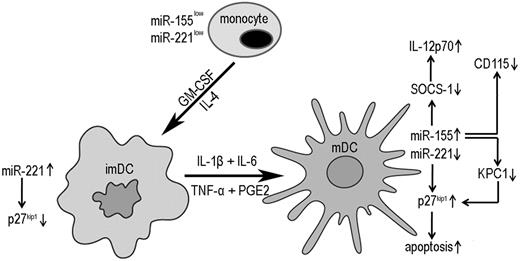 Figure 7. Cooperative regulation of miR-221 and miR-155 during human monocyte differentiation into DCs. In nonproliferating human monocytes, miR-221 and miR-155 are expressed at a relatively low level, accompanied by relatively high levels of p27kip1. When monocytes differentiate into imDCs by GM-CSF and IL-4, miR-221 is up-regulated, resulting in down-regulation of p27kip1, which leads to imDC development. During DC maturation, miR-155 is up-regulated, which promotes IL-12p70 production and DC terminal differentiation by inhibiting the expression of SOCS-1 and CD115, respectively. miR-155 also targets KPC1, which promotes p27kip1 degradation. Accompanied by miR-155 up-regulation, miR-221 is down-regulated, resulting in p27kip1 accumulation and eventual DC apoptosis.