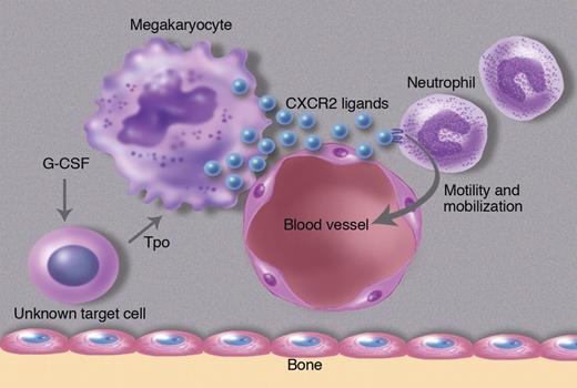 G-CSF acts on an unknown cell population to produce thrombopoietin, which in turn induces megakaryocytes and endothelial cells to secrete the CXCR2 ligands KC and MIP-2. These CXCR2 ligands stimulate neutrophil migration in the bone marrow, ultimately leading to their release into the blood. Professional illustration by Marie Dauenheimer.