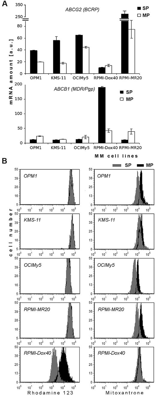 Figure 5. Expression of mRNA and functional activity of ABC protein transporters in SP and MP cells. (A) Expression of mRNA of ABCG2 (BCRP) and ABCB1 (MDR/Pgp) in sorted SP and MP cells of MM (OPM1, KMS-11, OCIMy5, RPMI-Dox40, and RPMI-MR20) cell lines, as determined by QuantiGene Plex assay system. Fluorescence intensity of ABC transporters was normalized to fluorescence intensity of the housekeeping gene GAPDH. All experiments were performed in triplicate, P < .05, t test, statistical significance. (B) Efflux of Rh123, ie, functional activity of P-glycoprotein transporter (left column) and Mitoxantrone, ie, functional activity of BCRP1 transporter (right column) in SP and MP cells. MM cell lines (OPM1, KMS-11, OCIMy5, RPMI-MR20, and RPMI-Dox40) were dual stained with either Rh123 and Hoechst 33342 or Mitoxantrone and Hoechst 33342: SP cells (gray) and MP cells (black). Data are representative of 3 independent experiments; all experiments were performed in triplicate.