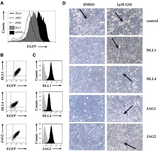 Figure 2. Characterization of OP9 stromal cells expressing different human Notch ligands. (A) Flow cytometric analysis of OP9-control, OP9-DLL1, OP9-DLL4, OP9-JAG1, or OP9-JAG2 stromal cells for EGFP expression. (B) Flow cytometric analysis of EGFP and Notch ligand expression in OP9-DLL1, OP9-DLL4, and OP9-JAG2 cells, as indicated. Isotype and OP9-control stainings were used as negative controls, and ligand specificity was determined through the absence of antibody staining on OP9 cells that express a different Notch ligand. (C) Flow cytometric analysis of Notch ligand expression in OP9-DLL1, OP9-DLL4, and OP9-JAG2 cells (black histograms), as indicated, versus OP9-control cells (gray histograms). (D) Differentiation of Notch1-expressing C2C12 myoblast cells (C2C12N1) after 5-day coculture with OP9-control, OP9-DLL1, OP9-DLL4, OP9-JAG1, or OP9-JAG2 in the presence of 1μM GSI or 0.1% dimethyl sulfoxide as a control. Arrows indicate myotube formation. Images were acquired from cells in culture medium with a Leica DM IL microscope (20×/0.3 objective) using a Leica DCF420 camera with Leica 3.1.0 Application Suite software.