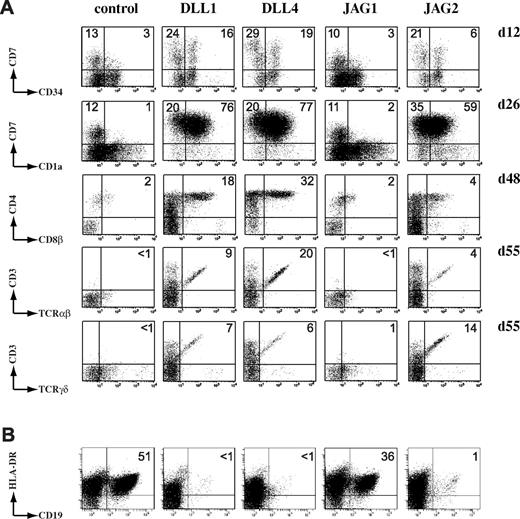 Figure 3. Jagged2 mediates the T- versus B-cell lineage decision. (A) Jagged2, like Delta-like ligands, induces T-cell differentiation in human HPCs. Kinetic flow cytometric analysis of human CD34+CD38−lin− CB precursors after coculture on OP9 stromal cells expressing the different human Notch ligands, as indicated above the dot plots. Numbers in quadrants indicate the frequency of the corresponding populations. Data shown are representative for 4 independent experiments. (B) Jagged2, Delta-like-1, and Delta-like-4 inhibit B-cell development. Dot plots show analysis of CD19 versus HLA-DR staining of human CD34+CD38−lin− CB precursors cultured on OP9 stromal cells for 48 days. Dot plots shown are representative of 3 independent experiments.