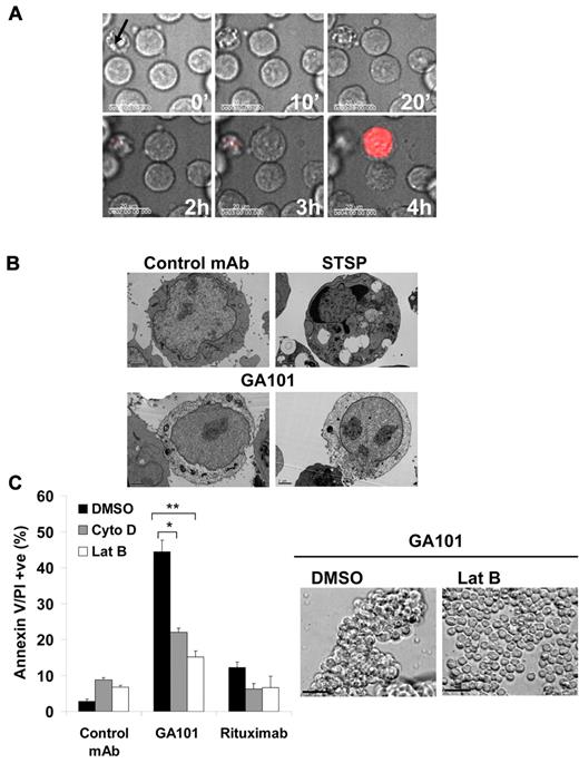 Figure 2. Cell death and HA induced by GA101 is dependent on actin polymerization. (A) Time-lapse microscopy of Raji cells following treatment with GA101. Cells were suspended in phenol red-free media containing 7-aminoactinomycin D (7-AAD, 5 μg/mL) as a marker for cell death, and treated with GA101 (10 μg/mL) at time 0. Phase-contrast and fluorescence images were captured every 5 minutes and overlaid, with a sample of images captured at different time points shown (scale bar, 20 μm). Cellular adhesion was followed by cell swelling, loss of plasma membrane integrity, and cell death. Arrow marks a morphological control for apoptosis shown on the top left of the image. (B) Morphological pattern of cell death induced by GA101. Images show adhering cells showing gross cytoplasmic disintegration and loss of plasma membrane integrity after treatment with GA101. Staurosporine (STSP) was used as a morphological control for apoptosis. (C) Cells were incubated with inhibitors of actin polymerization (cytochalasin D and latrunculin B, 10μM) before treatment with mAb. Cell death and homotypic adhesion were analyzed 4 hours after treatment. Disruption of the actin cytoskeleton significantly inhibited cell death induced by GA101 and HA as shown in the example with latrunculin B (scale bar, 100 μm; *P < .02 **P < .01).