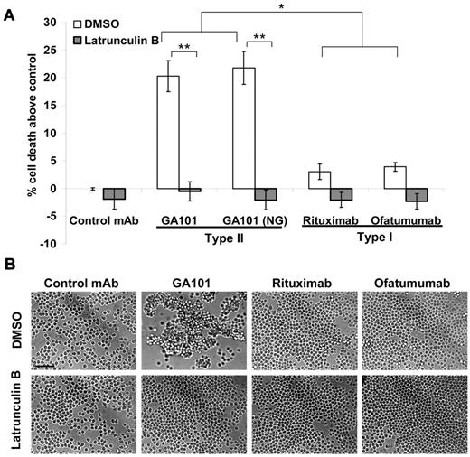 Figure 3. GA101 induces actin-dependent PCD and HA in primary B-CLL. (A) Primary B-CLL cells were isolated from patient blood samples as described in “Primary tumor samples,” preincubated with vehicle control (DMSO) or latrunculin B (Lat B, 10μM) then treated with anti-CD20 mAbs (5 μg/mL) for 4 hours, and cell death was assessed using annexin V-Cy5.5/7-AAD staining. Mean ± SEM of 4 independent patient samples are shown. Because of the heterogeneous levels of background cell death in individual patient samples, death was expressed as percentage above control. GA101 and GA101 (NG), the non-glycoengineered derivative of GA101, both induced significantly higher cell death than rituximab and ofatumumab. Cell death was completely ablated by latrunculin B (*P < .005, **P < .0001). (B) Primary B-CLL cells were treated as above and assessed for HA using light microscopy. Figure shows representative images from patient CLL31 (scale bar, 50 μm). GA101-induced HA correlates with PCD, and is blocked by the disruption of the actin cytoskeleton with latrunculin B.