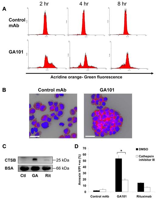 Figure 6. The role of lysosomal membrane permeabilization and lysosomal cathepsins in GA101-induced cell death. (A) Raji cells were incubated with acridine orange (AO) to label lysosomes, washed twice, treated with mAbs, and analyzed at different time points. Leakage of lysosomal contents into the cytoplasm was measured as an increase in green fluorescence detected by FACS. GA101 induced an increase in green fluorescence at 2 hours, followed by a subsequent loss of fluorescence at 4 and 8 hours. (B) Fluorescence microscopy of the lysosomal protease cathepsin B staining (red) of Raji cells 4 hours after treatment with mAbs. DNA was counterstained with DAPI (blue; scale bar, 40 μm). GA101 induces marked cathepsin B release into the cytosol and surrounding points of cellular adhesion. (C) Western blot of the active 25-kDa subunit of cathepsin B (CTSB) in cell supernatants 4 hours after treatment with mAbs. BSA was used as a loading control on the same supernatants diluted 1:5. GA101 evokes extracellular cathepsin B release (Ctl indicates control mAb; GA, GA101; and Rit, rituximab). (D) Cells were preincubated with cathepsin inhibitor III (100μM) before treatment with mAbs and cell death was analyzed 4 hours after treatment. Figure shows mean + SEM of triplicates, representative of 2 independent experiments. Cathepsin inhibitor III inhibits GA101-induced cell death (*P < .001).