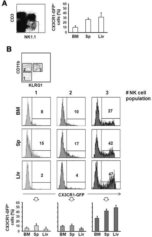 Figure 1. CX3CR1-GFP expression on different NK-cell subsets. Cells from BM, spleen (Sp), and liver (Liv) from 6-10 week old CX3CR1+/GFP mice were isolated. Immunofluorescence staining with anti-NK1.1– and anti-CD3ϵ–specific mAbs, in combination with anti-CD11b– and anti-KLRG1–specific mAbs was performed, and expression of CX3CR1-GFP was analyzed on CD3−/NK1.1+ NK cells (A), and on the different NK-cell subsets (B): CD11blow/KLRG1− cells (population 1), CD11bhigh/KLRG1− cells (population 2) and CD11bhigh/KLRG1− cells (population 3). Numbers in the histogram plots indicate the percentage of positive cells of a representative experiment of at least 3 performed. In the bottom panels, the mean values ± SD of the percentage of CX3CR1-GFP+ NK cells in the different populations from the organs of a total of 9 animals analyzed in independent experiments, are represented.