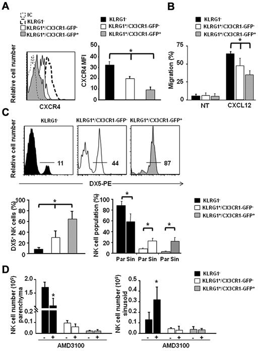 Figure 2. KLRG1+/CX3CR1-GFP+ NK cells localize in the BM sinusoids and display reduced CXCR4 expression and CXCL12 responsiveness. (A) Immunofluorescence staining of BM cells with anti-NK1.1–, anti-CD3ϵ–, anti-KLRG1–, and anti-CXCR4–specific antibodies was performed, followed by FACS analysis. (Left panel) histogram overlays show CXCR4 geometric mean fluorescence intensity (MFI) of KLRG1+/CX3CR1-GFP− and KLRG1+/CX3CR1-GFP+ NK cells, of 1 representative experiment of at least 3 performed. (Right panel) histograms show the mean values ± SD of CXCR4 geometric MFI of KLRG1−, KLRG1+/CX3CR1-GFP− and KLRG1+/CX3CR1-GFP+ BM NK cells of a total of 8 animals analyzed in independent experiments. (B) Ex vivo chemotaxis assays with CXCL12 (200 ng/mL) were performed in 5 μm pore Transwell insert. Migrated cells were stained with anti-NK1.1–, anti-KLRG1–, and anti-CD3ϵ–specific mAbs and counted by FACS analysis. Histograms show migration of the indicated BM NK-cell subsets in response to migration medium (NT) or CXCL12. Data are expressed as percentage of input cells and represent the means ± SD of percentage of migrated cells from a total of 6 animals analyzed in independent experiments. Student t test was performed by comparing CXCR4 expression or CXCL12-supported migration of KLRG1−, vs KLRG1+/CX3CR1-GFP− and vs KLRG1+/CX3CR1-GFP+ NK cells; *P < .05. (C) BM sinusoidal NK cells were labeled by intravenous injection of 1 μg of DX5-PE mAb in 300 μL PBS. The percentage of DX5-PE+ cells within KLRG1−, KLRG1+/CX3CR1-GFP− and KLRG1+/CX3CR1-GFP+ NK cells was evaluated. Histogram plots (top panel) show a representative experiment of at least 3 performed. Histograms (bottom left panel) show the mean values ± SD of the percentage of DX5+ cells in the different BM NK-cell populations of a total of 9 animals analyzed in independent experiments. Histograms (bottom right panel) show the fraction of parenchymal (Par, DX5-PE−) and sinusoidal (Sin, DX5-PE+) NK cells of the indicated phenotypes within total NK cells of the parenchyma and sinusoids, respectively. NK-cell number (×103) in parenchyma and sinusoids were, respectively, 173 ± 19 and 12.8 ± 7.3 for KLRG1−; 10.1 ± 2.0 and 4.3 ± 1.3 for KLRG1+/CX3CR1-GFP−; 2.5 ± 0.8 and 4.1 ± 2.7 for KLRG1+/CX3CR1-GFP+. (D) CX3CR1+/GFP mice were injected subcutaneously with 50 μL PBS alone (−) or containing 2 mg/mL AMD-3100, and sinusoidal NK cells were stained by intravenous administration of DX5-PE mAb in the last 2 minutes of treatment. Mice were killed and BM cells were counted and stained with anti-CD3ϵ–, anti-NK1.1–, anti-KLRG1–specific mAbs. Histograms represent the mean values ± SD of total cell number of the indicated NK-cell subsets in BM parenchyma (left panel) and sinusoids (right panel) from a total of 6 animals/group analyzed in independent experiments. Student t test was performed to compare the BM distribution of NK-cell subsets in mice treated with vehicle control with that of mice treated with AMD-3100. *P < .05.