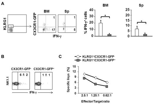 Figure 4. CX3CR1 expression defines 2 functionally distinct KLRG1+ NK-cell subsets. (A) Freshly isolated cells from BM and spleen of CX3CR1+/GFP mice were incubated for 18 hours, at 37°C, 5% CO2 in the presence of IL-2 (500U) and IL-12 (100 ng/mL). Brefeldin A (10 μg/mL) was added during the last 6 hours. At the end of treatment, cells were stained with anti-NK1.1–, anti-KLRG1–, and anti-CD3ϵ–specific mAbs. Permeabilized cells were stained with anti–IFN-γ–specific mAb, and analyzed by FACS. Dot plots show a representative experiment of 3 performed. Numbers in dot plots indicate the percentage of IFN-γ–producing NK cells relative to CX3CR1-GFP expression on KLRG1+ NK-cell population. Histograms show the mean values ± SD of the percentage of IFN-γ+ NK cells in the 2 different KLRG1+ populations from BM and spleen of a total of 8 animals analyzed in independent experiments. *P < .05. □ indicates KLRG1+CX3CR1-GFP−; indicates KLRG1+/CX3CR1-GFP+. (B) Sorted KLRG1+/CX3CR1-GFP− and KLRG1+/CX3CR1-GFP+; NK-cell subsets were treated as described in panel A and intracellular IFN-γ expression was analyzed by FACS. Numbers in the dot plots indicate the mean percentage ± SD of IFN-γ+ cells within each NK-cell subset from the spleen of a total of 5 animals analyzed in independent expriments. (C) Sorted KLRG1+/CX3CR1-GFP− and KLRG1+/CX3CR1-GFP+ splenic NK-cell subsets were cultured 24 hours in the presence of IL-15 (100 ng/mL), and used as effector cells in a 4 hour 51Cr release assay against Yac-1 target cells at the indicated effector:target ratios. Data shown are representative of 1 of at least 3 experiments performed.