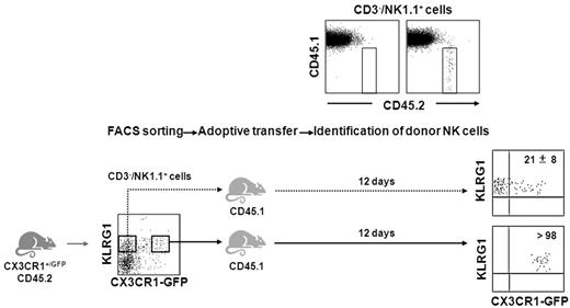 Figure 6. KLRG1+/CX3CR1-GFP+ NK cells derive from the KLRG1+/CX3CR1-GFP− counterpart. Sorted KLRG1+/CX3CR1-GFP− and KLRG1+/CX3CR1-GFP+ NK-cell populations (purity > 95%) from the spleen of heterozygous CX3CR1+/GFP mice (CD45.2) were adoptively transferred into wt C57BL/6 mice (CD45.1). After 12 days, donor NK cells from BM, spleen, and liver were identified as CD45.1−/CD45.2+/CD3−/NK1.1+ cells and analyzed for their expression of KLRG1 and GFP. Numbers in plots indicate the mean percentage ± SD of CX3CR1-GFP+ donor NK cells in the recipient spleen. Data are representative of 1 of at least 3 experiments performed.